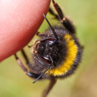 Allergie op bijen- en wespensteken